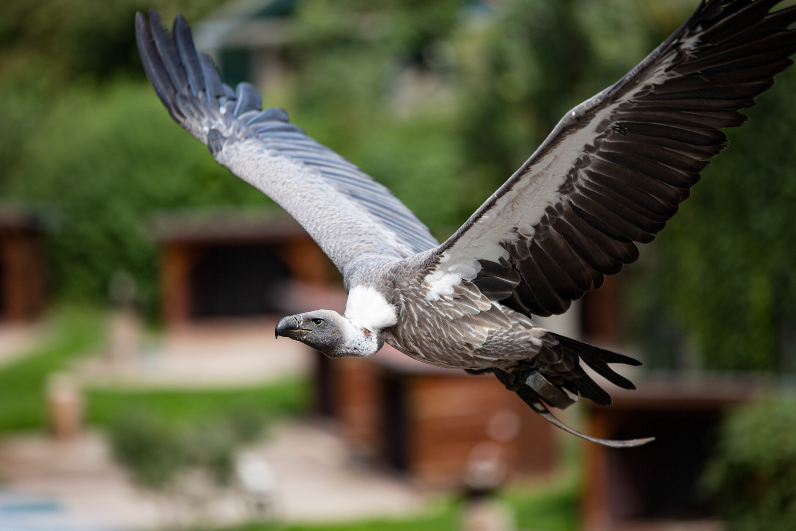 Gänsegeier (Charly der Schreihals) Im Flug