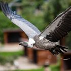 Gänsegeier (Charly der Schreihals) Im Flug