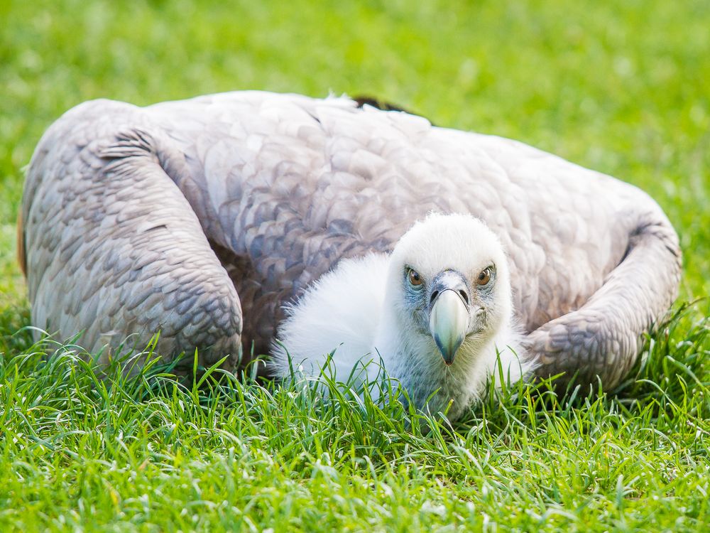 Gänsegeier