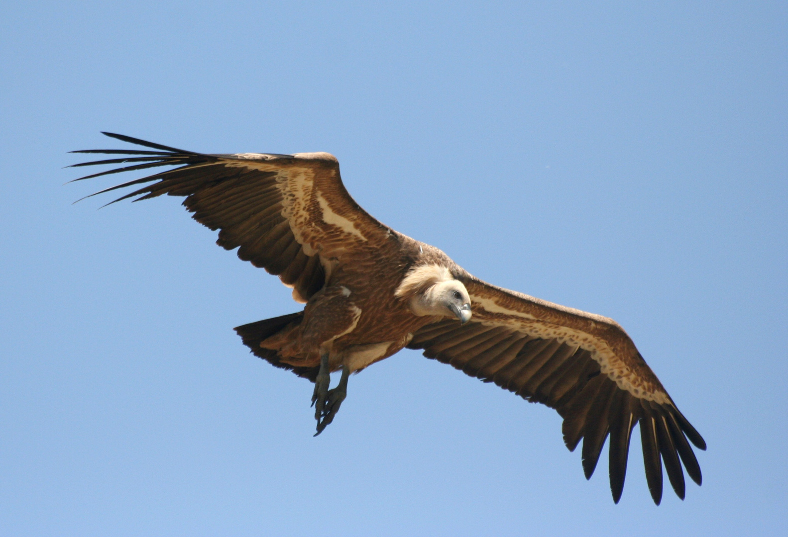 Gänsegeier