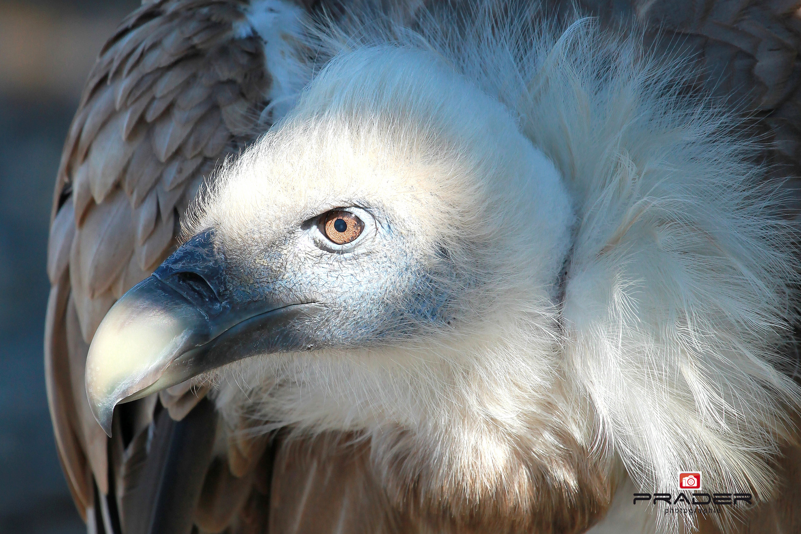 Gänsegeier.