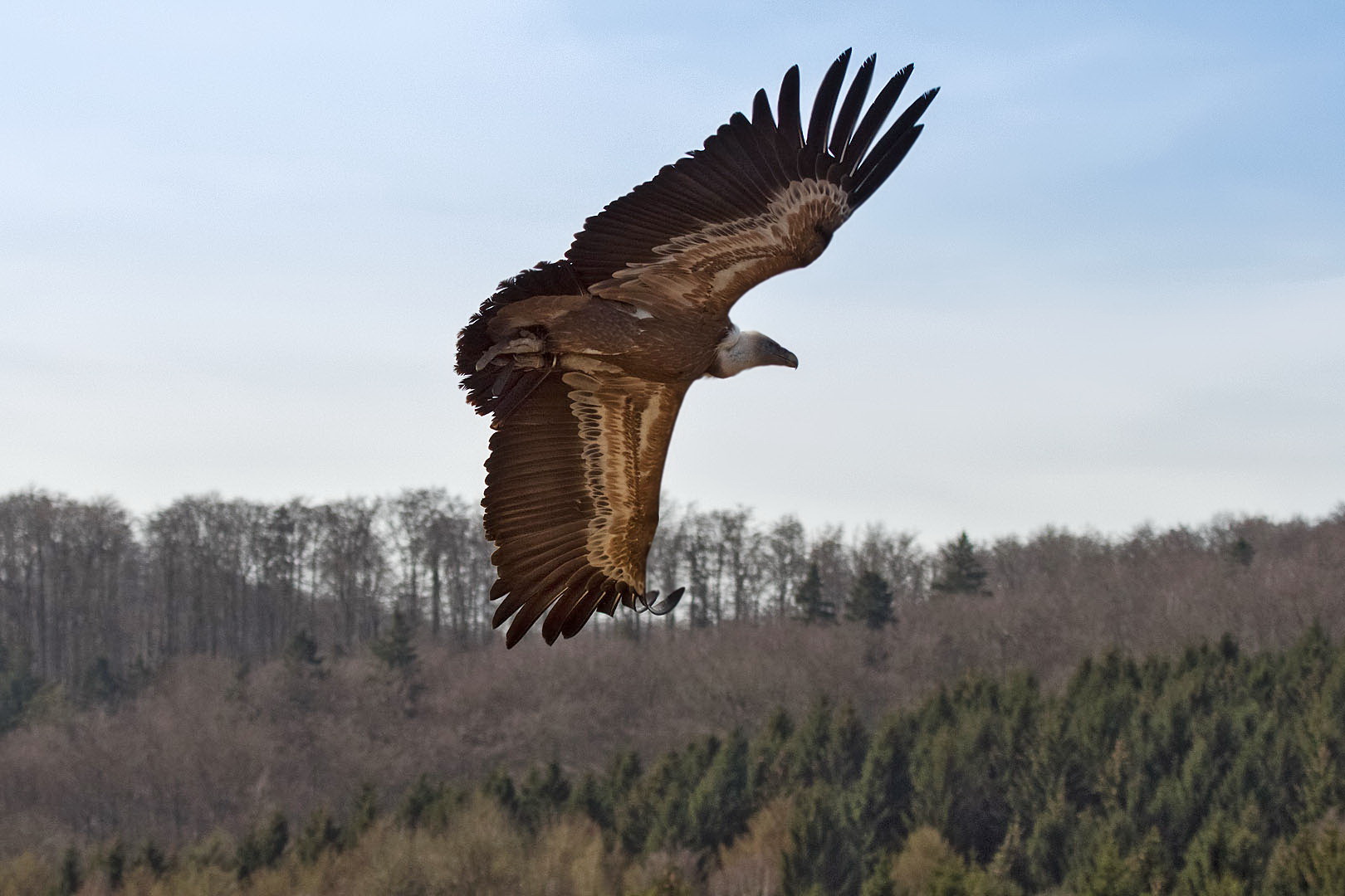 Gänsegeier 