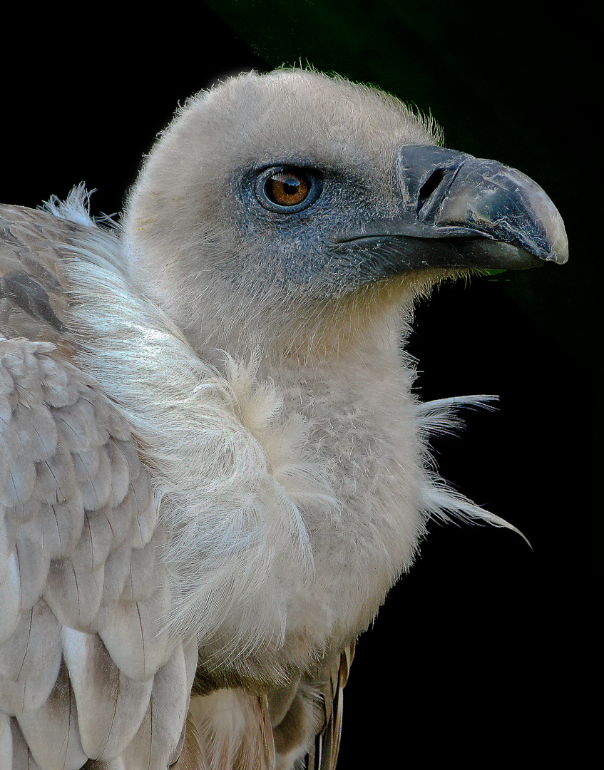 Gänsegeier