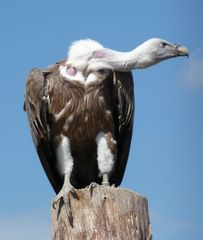 Gänsegeier