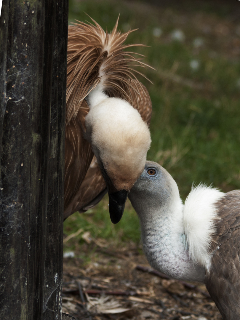 Gänsegeier