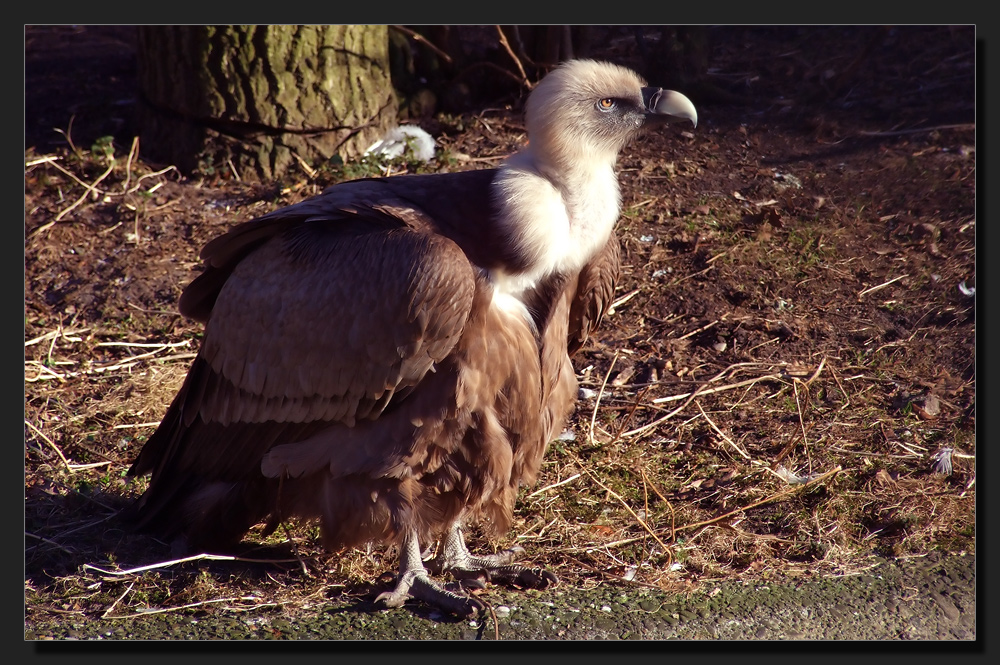 Gänsegeier