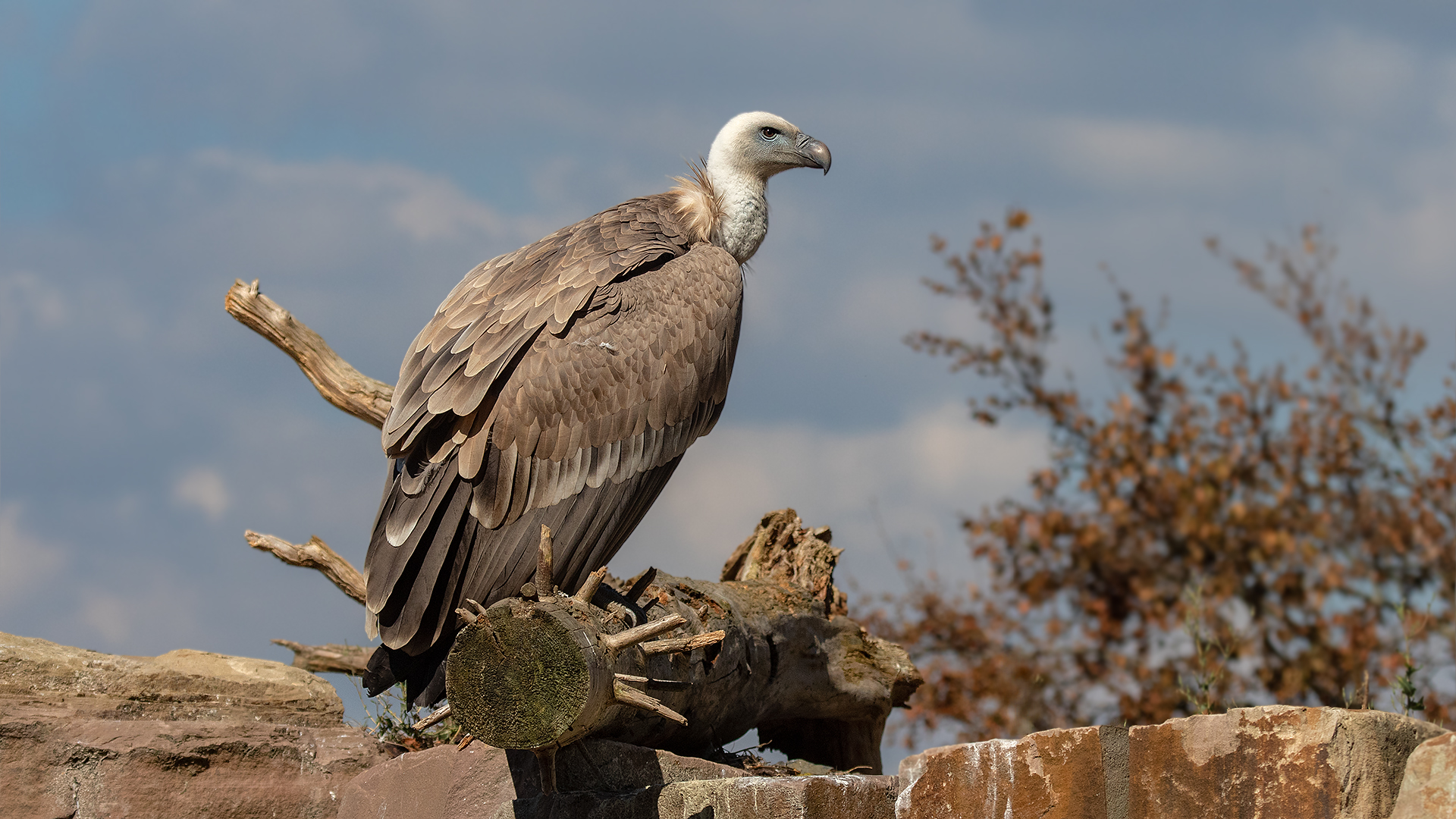 Gänsegeier