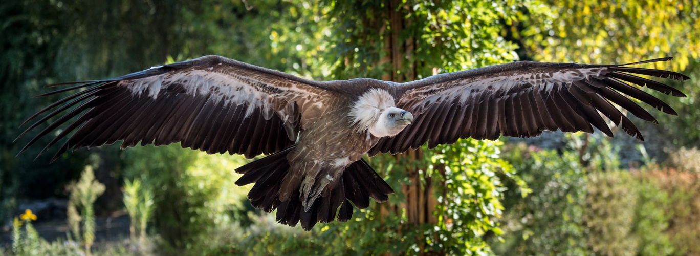 Gänsegeier / Falknerei in Locarno