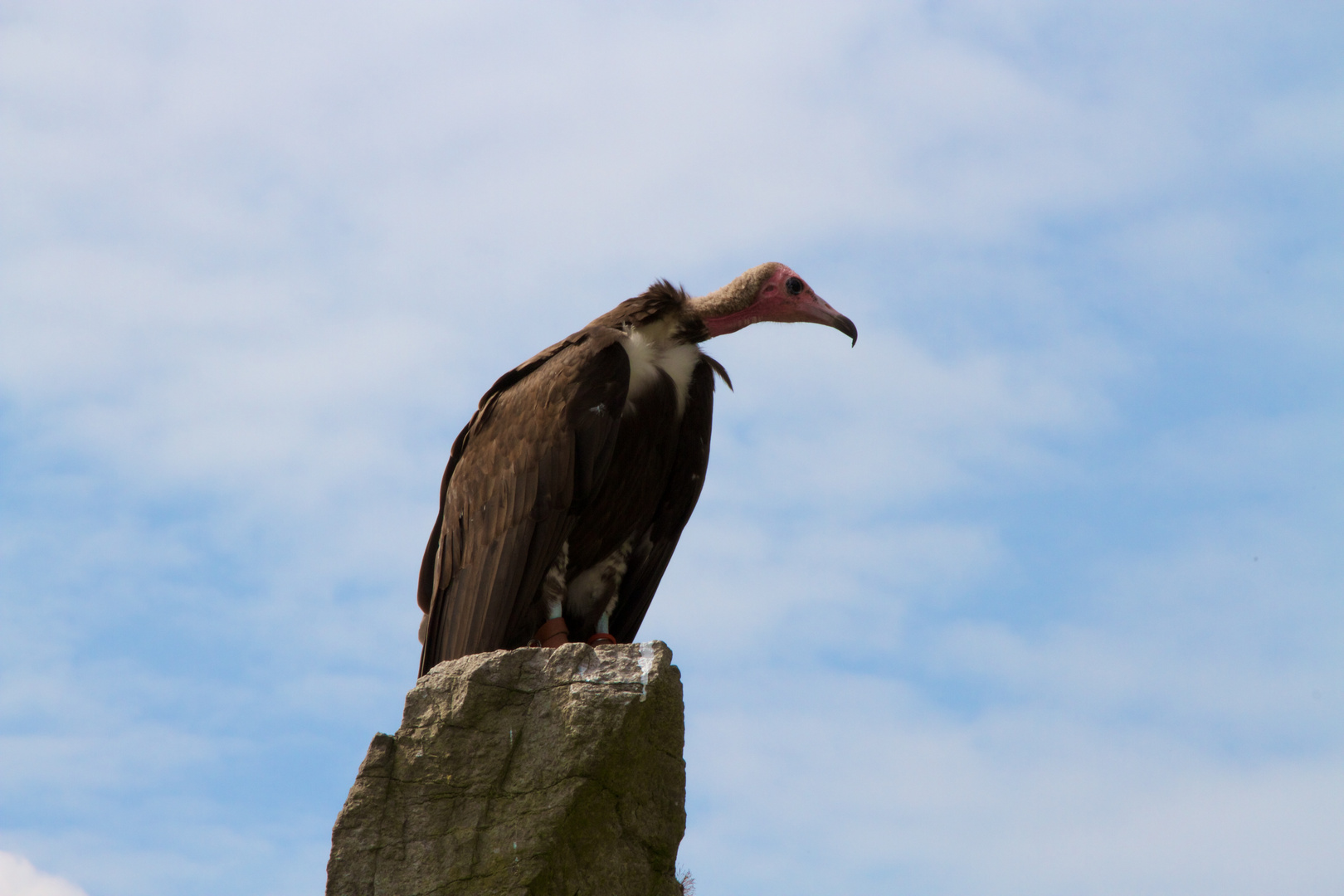 Gänsegeier