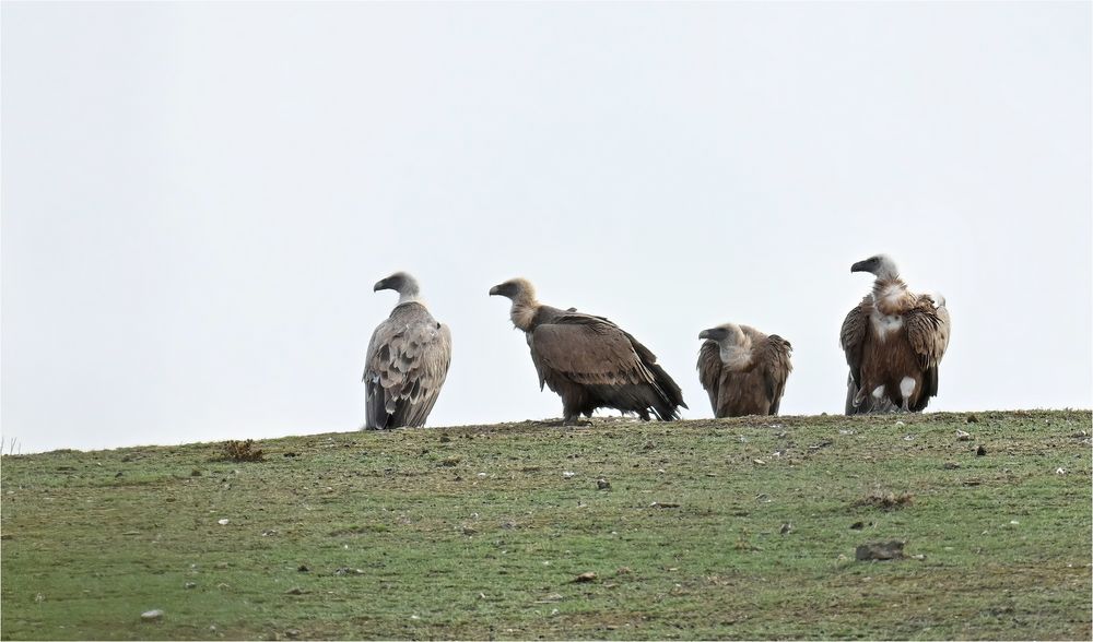 Gänsegeier