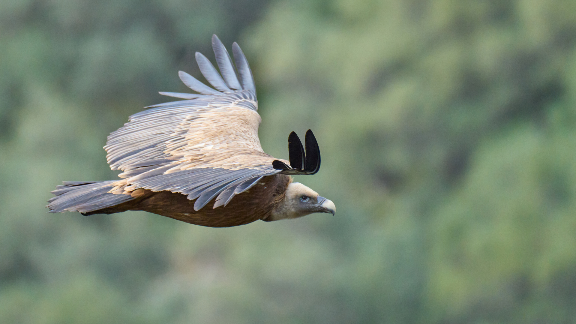 Gänsegeier Flug