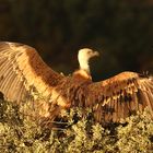 Gänsegeier genießt die ersten Sonnenstrahlen