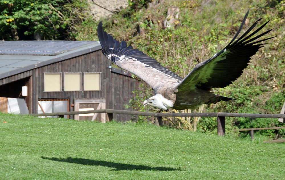 Gänsegeier „Gonzo" im Tiefflug