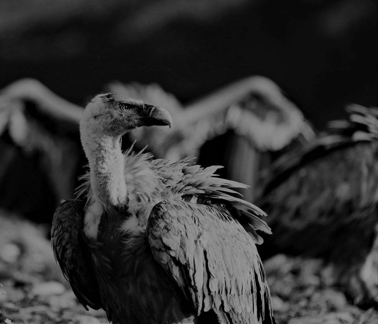 Gänsegeier / Griffon Vulture (Gyps fulvus) Spanien