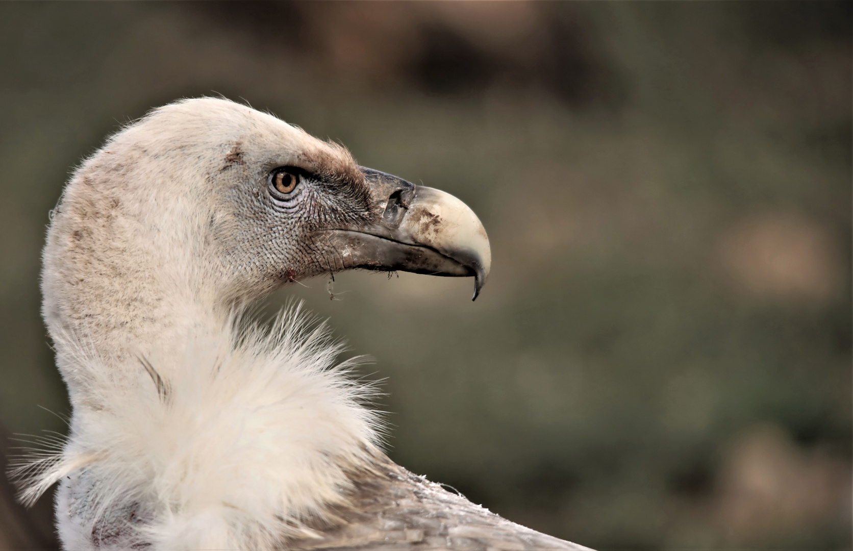 Gänsegeier / Griffon Vulture (Gyps fulvus) Spanien