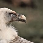 Gänsegeier / Griffon Vulture (Gyps fulvus) Spanien