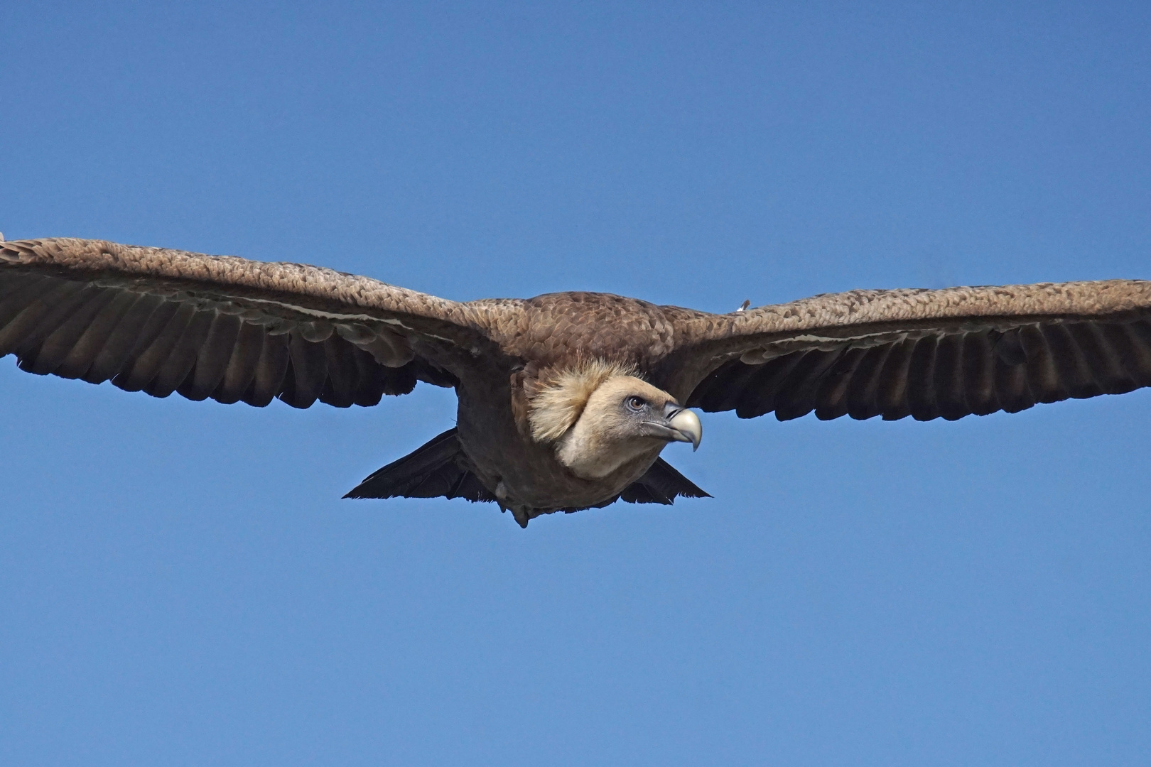 Gänsegeier (Gyps fulvus)