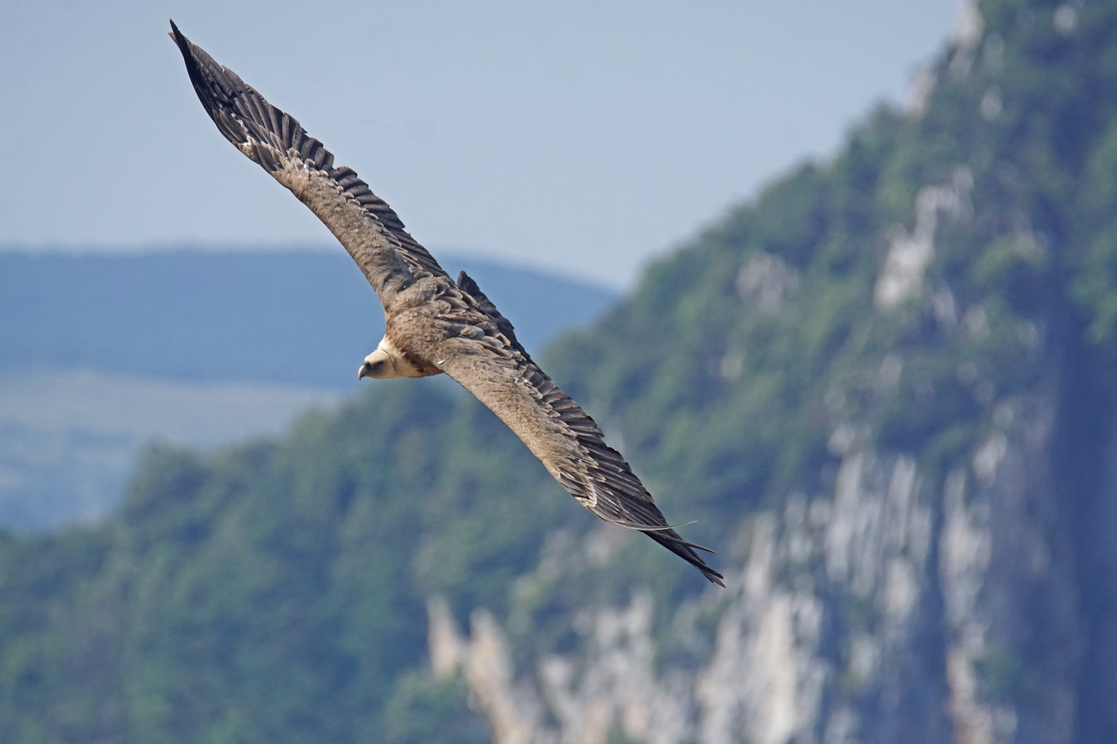 Gänsegeier (Gyps fulvus)