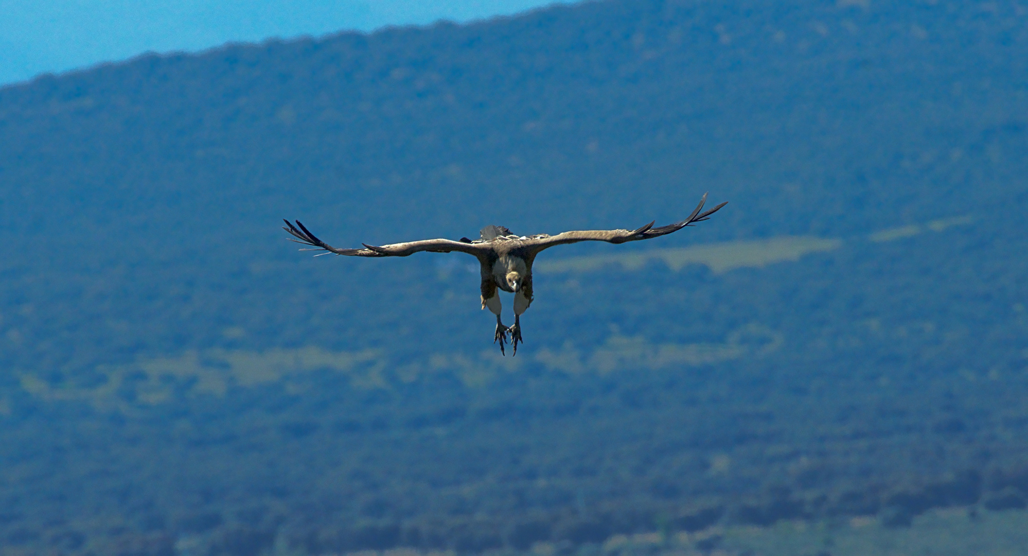 Gänsegeier (Gyps fulvus) 1