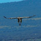 Gänsegeier (Gyps fulvus) 1