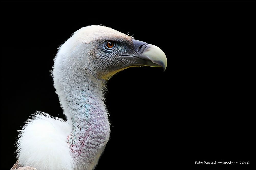 Gänsegeier ..... Gyps fulvus