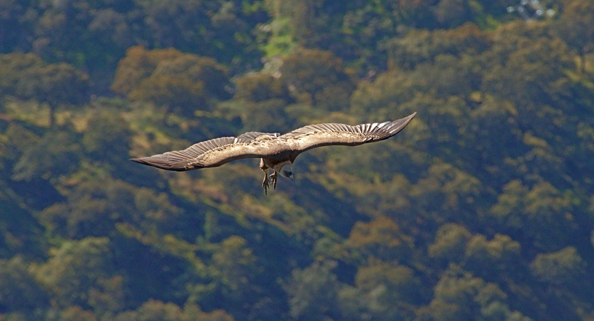 Gänsegeier (Gyps fulvus) 2