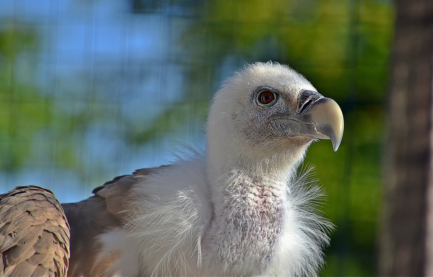 Gänsegeier (Gyps fulvus)