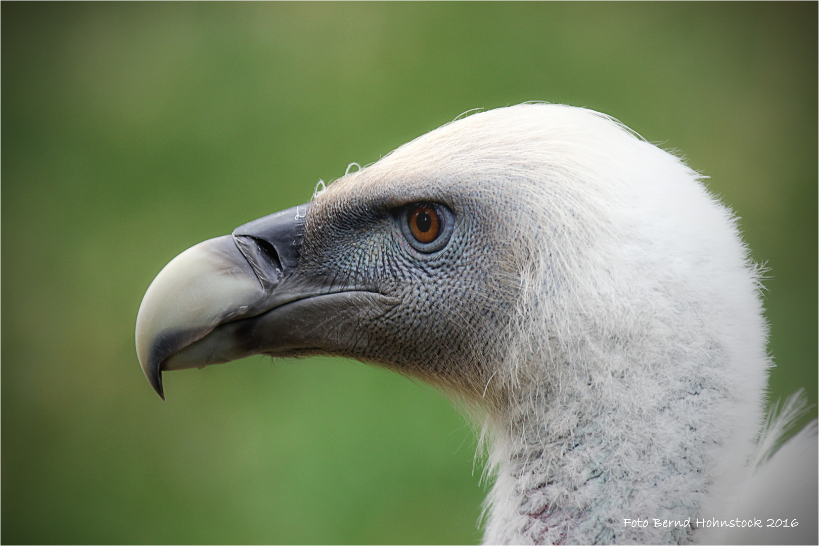 Gänsegeier ..... Gyps fulvus