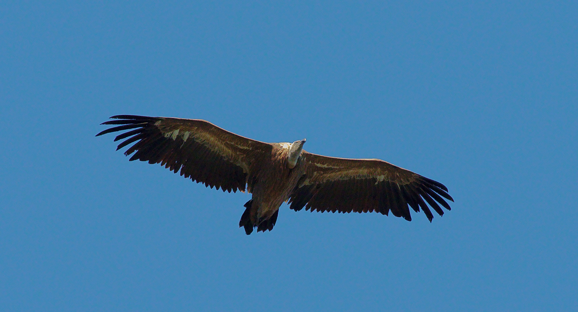 Gänsegeier (Gyps fulvus) 3