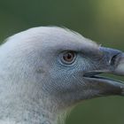 Gänsegeier (Gyps fulvus)