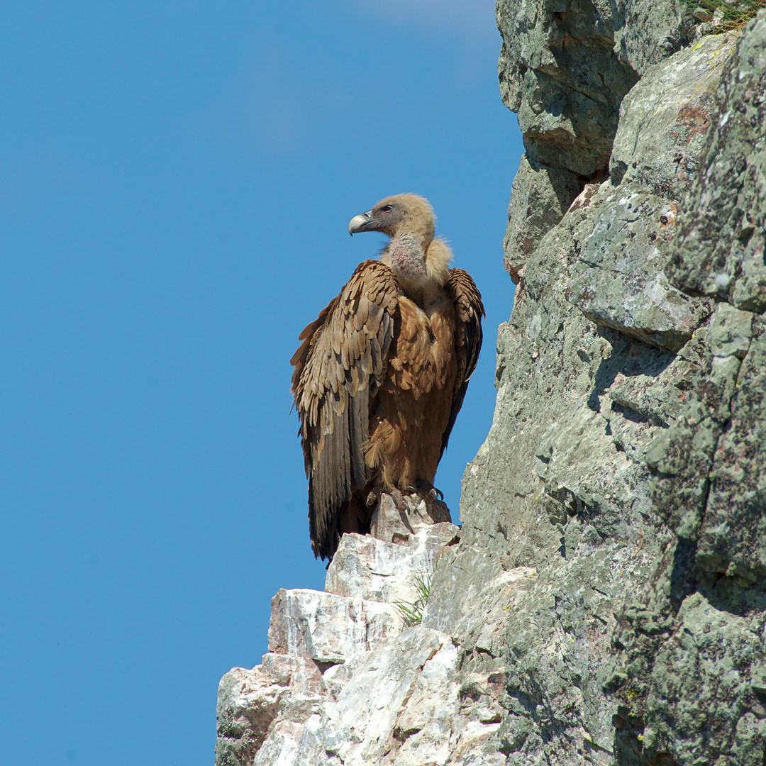 Gänsegeier (Gyps fulvus) 4