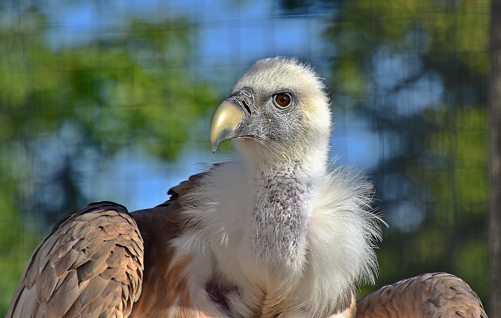 Gänsegeier (Gyps fulvus)