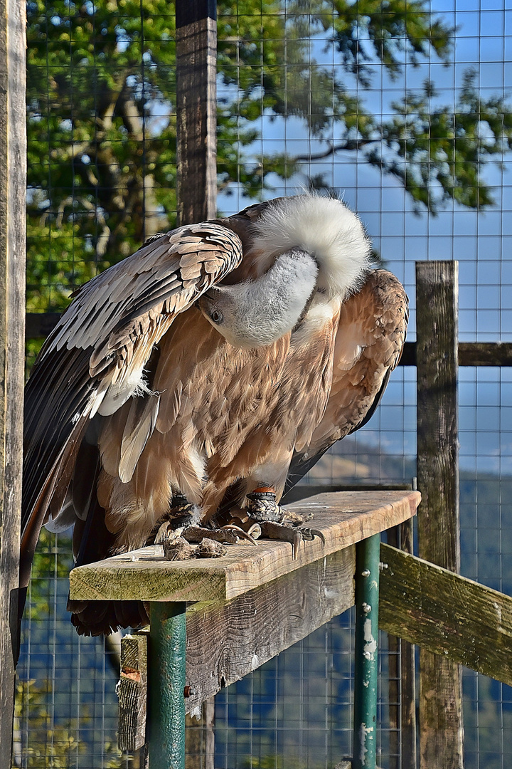 Gänsegeier (Gyps fulvus)