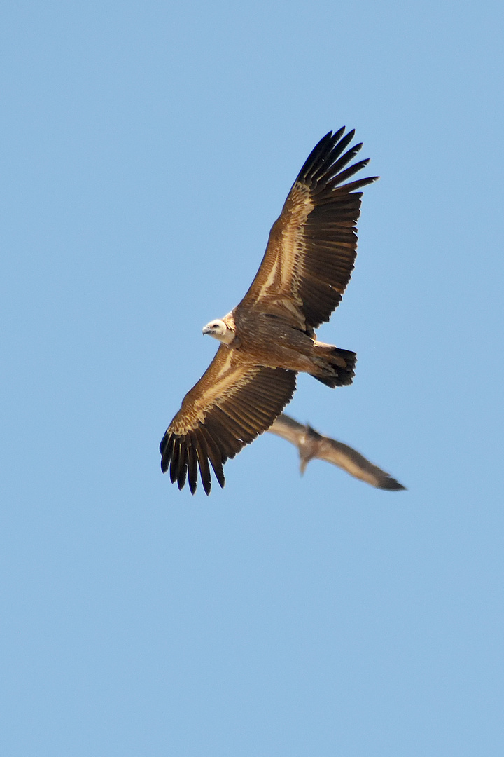 Gänsegeier (Gyps fulvus)