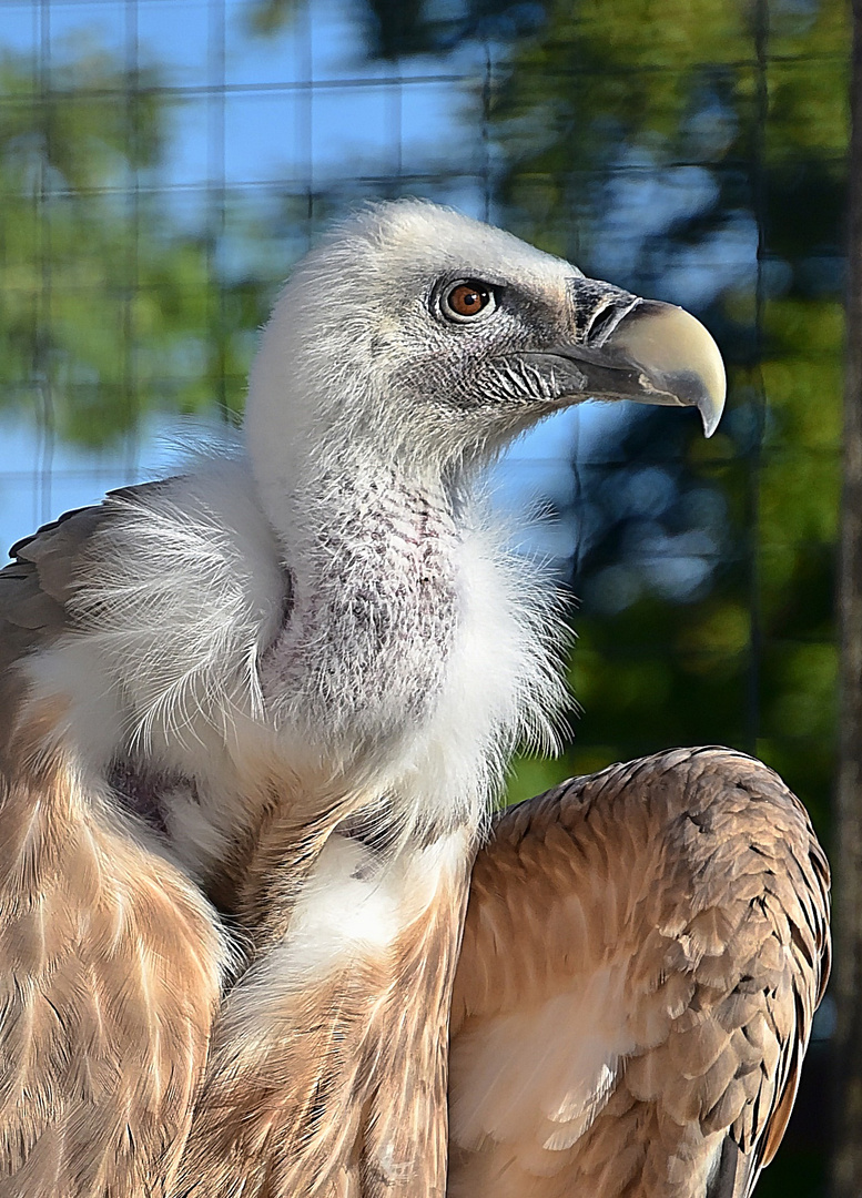 Gänsegeier (Gyps fulvus)