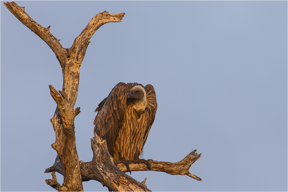 Gänsegeier (Gyps fulvus)...