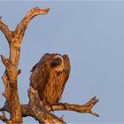 Gänsegeier (Gyps fulvus)...