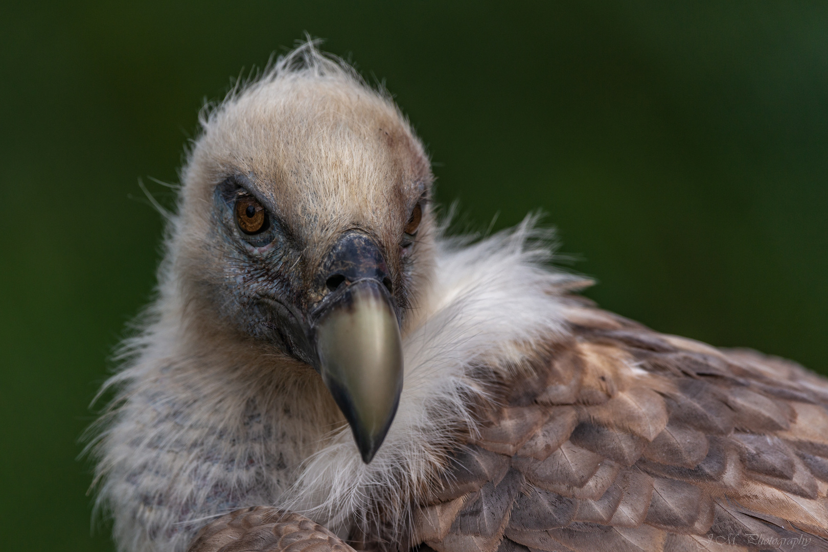 Gänsegeier (Gyps fulvus)