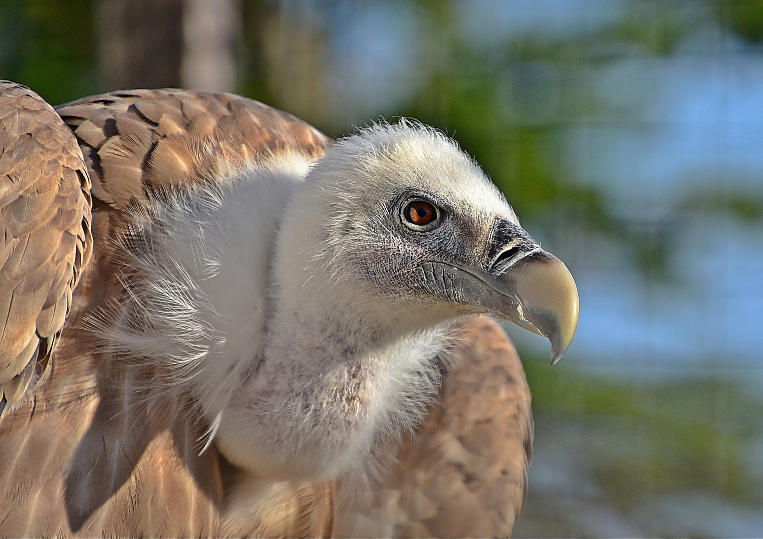 Gänsegeier (Gyps fulvus)