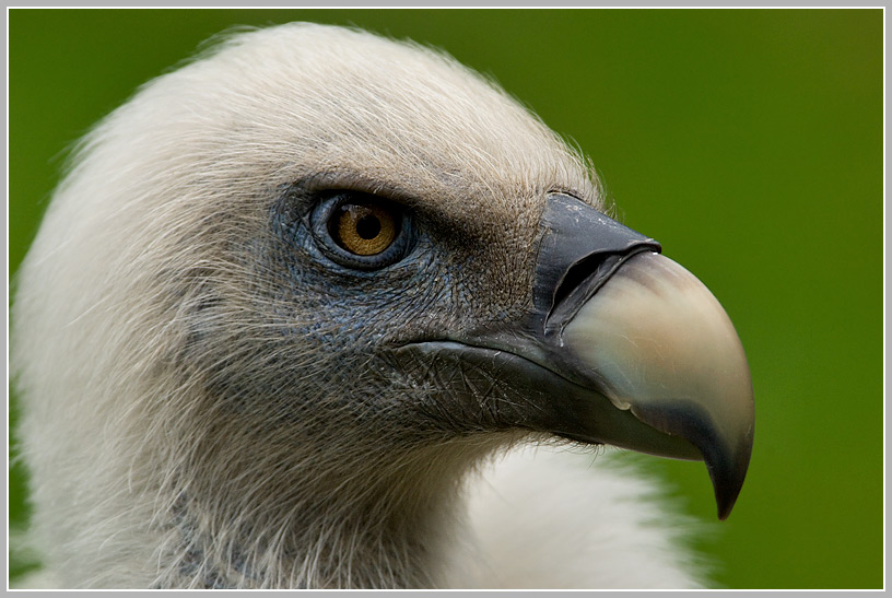 Gänsegeier (Gyps fulvus)