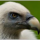 Gänsegeier (Gyps fulvus)