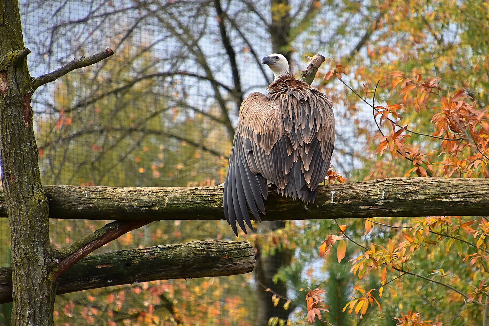 Gänsegeier (Gyps fulvus)