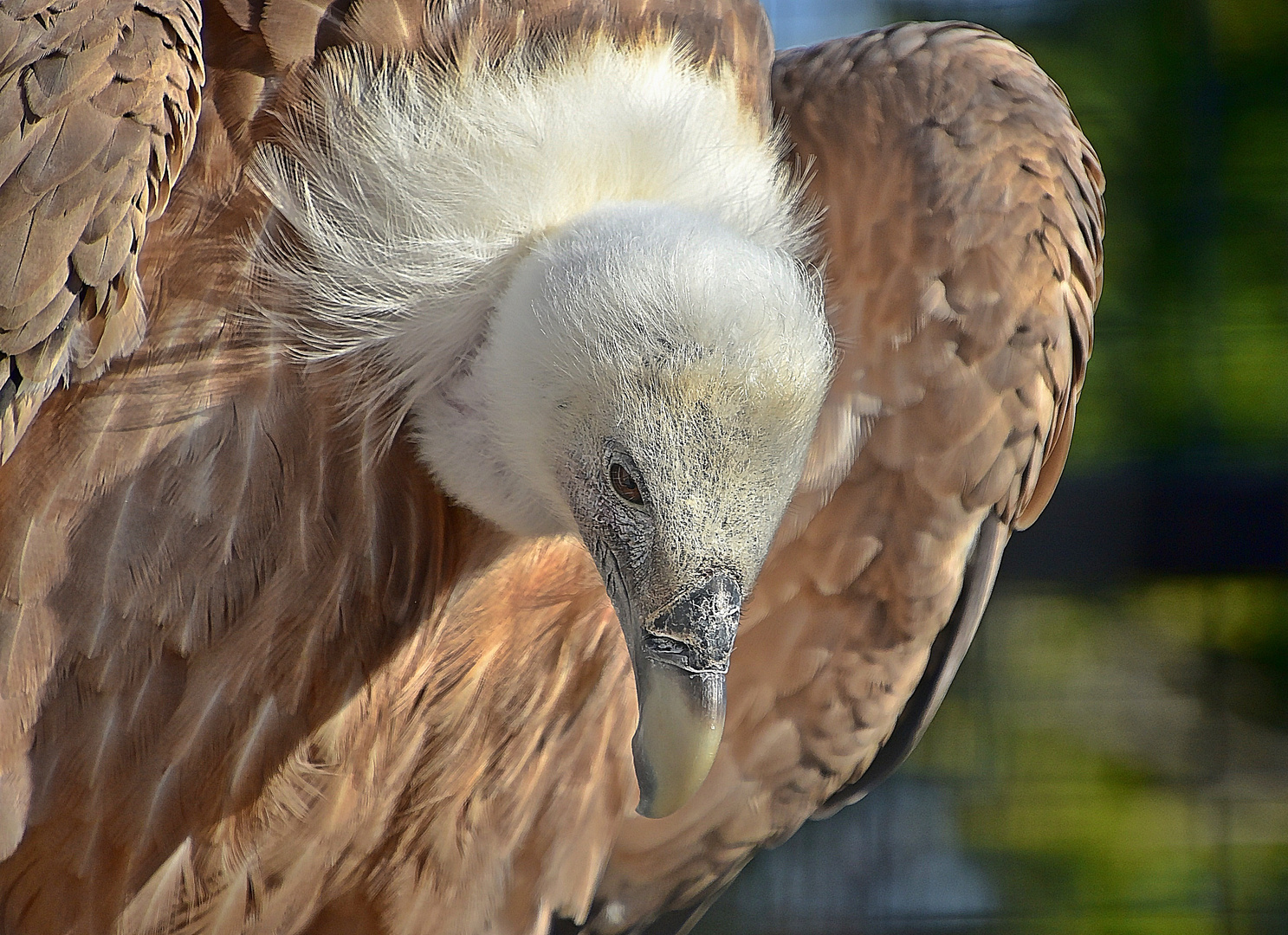 Gänsegeier (Gyps fulvus)