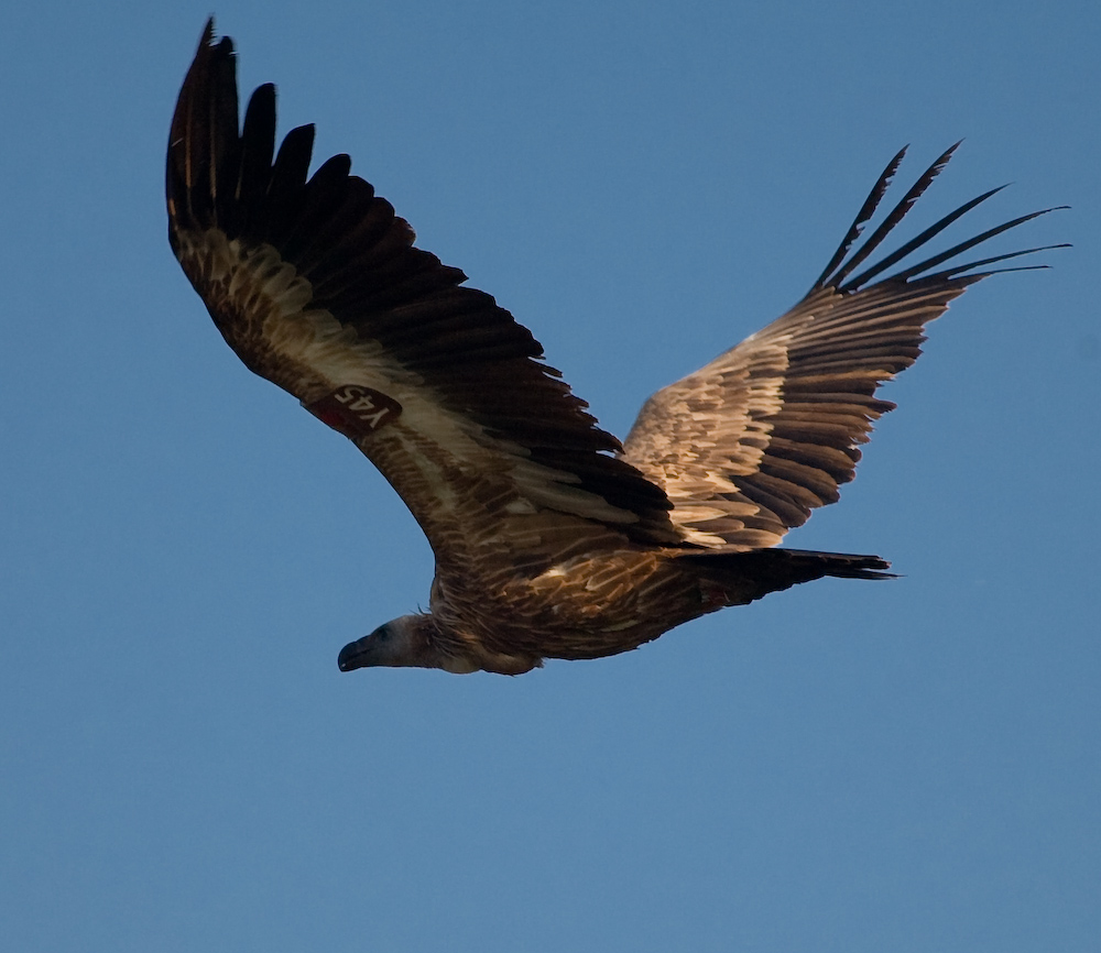 Gänsegeier (Gyps fulvus)