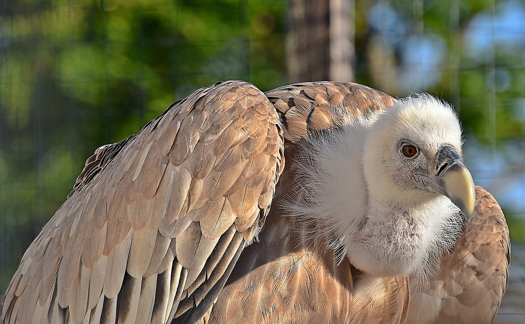 Gänsegeier (Gyps fulvus)