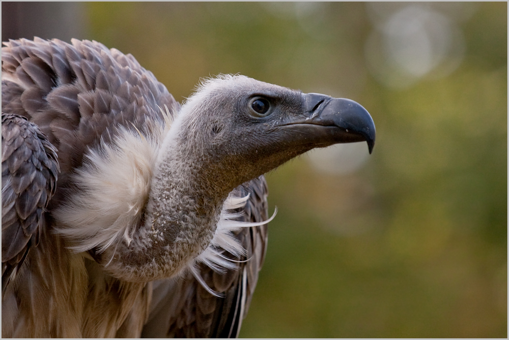 ----Gänsegeier (Gyps fulvus)----