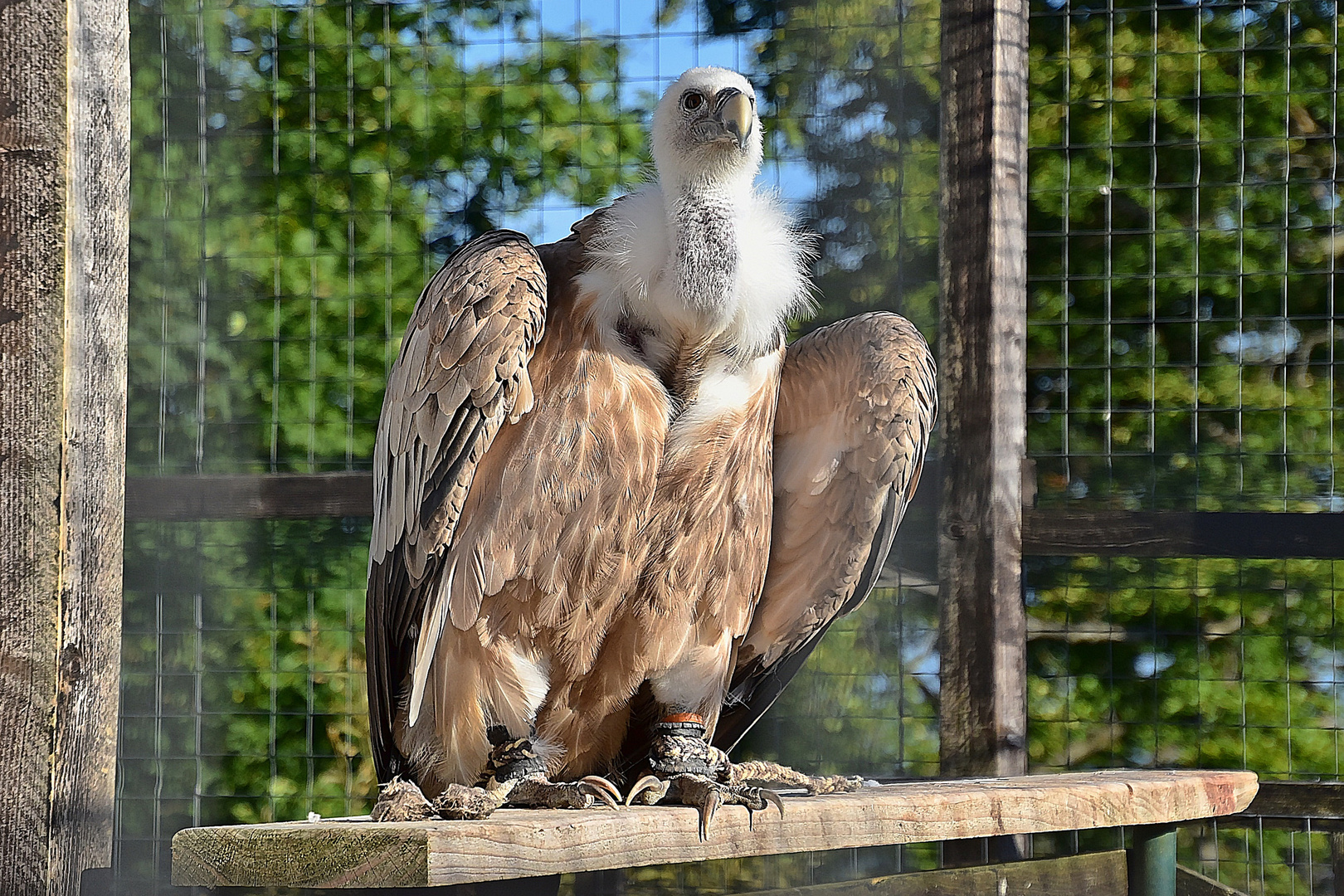 Gänsegeier (Gyps fulvus)