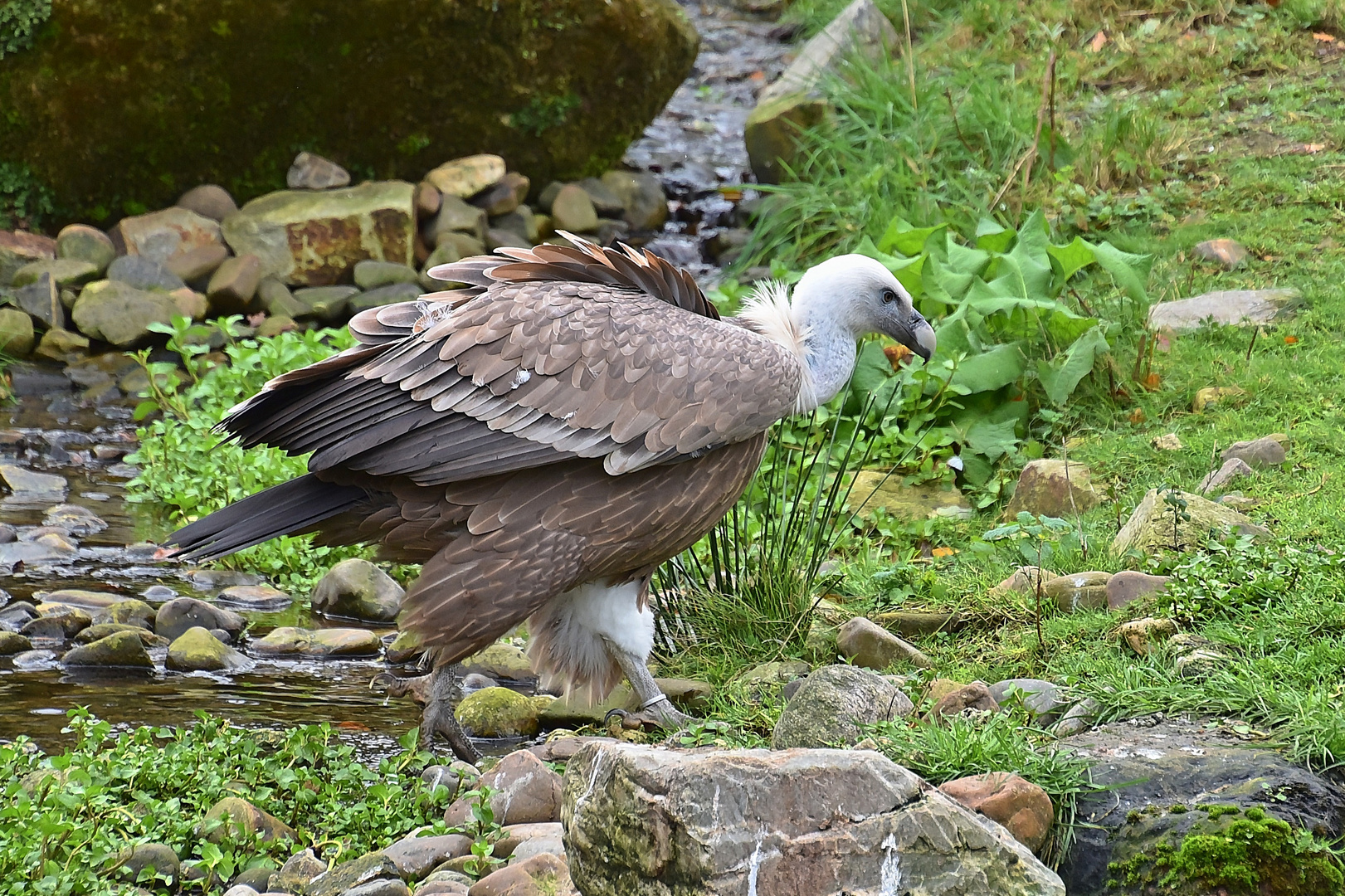 Gänsegeier (Gyps fulvus)