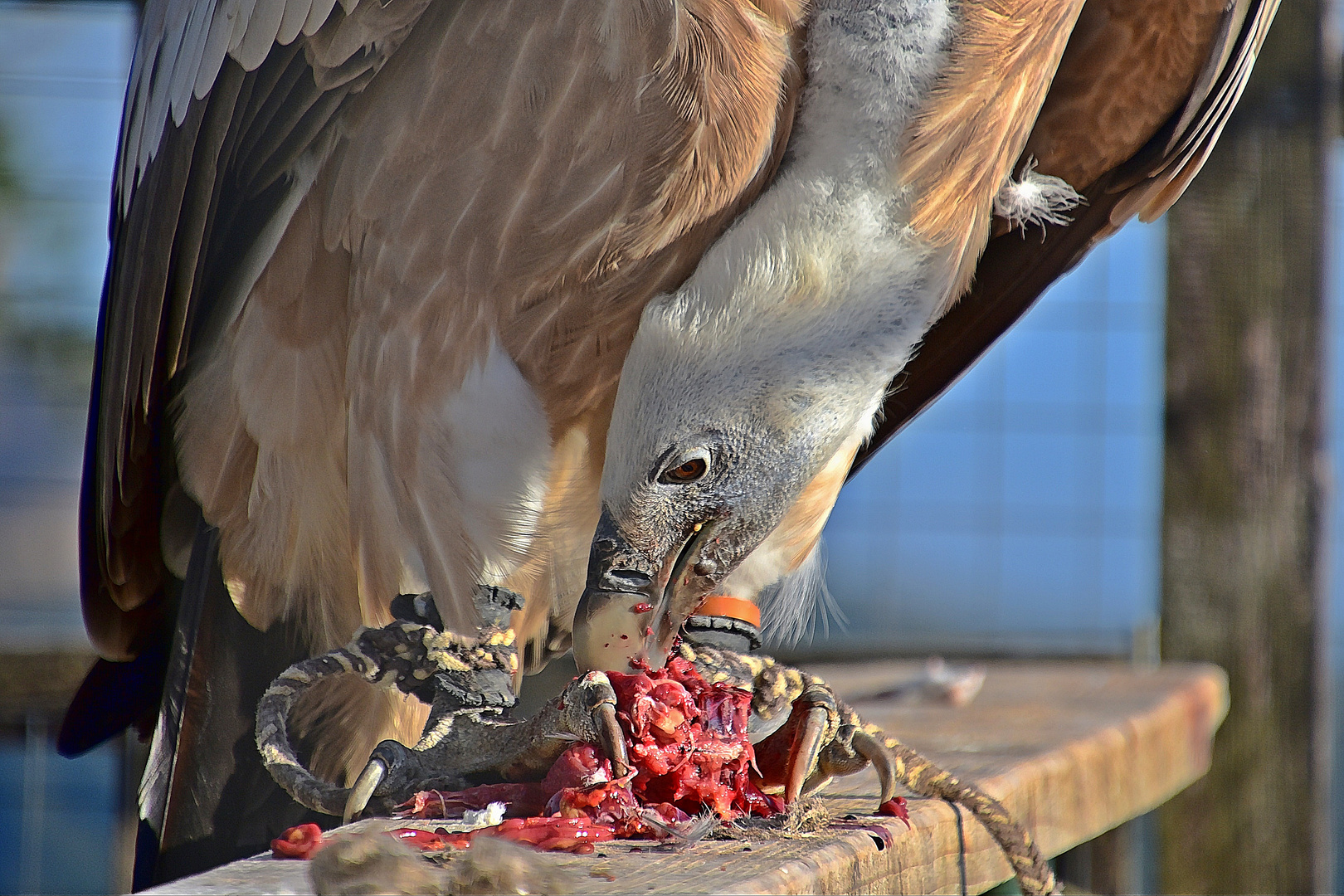 Gänsegeier (Gyps fulvus)