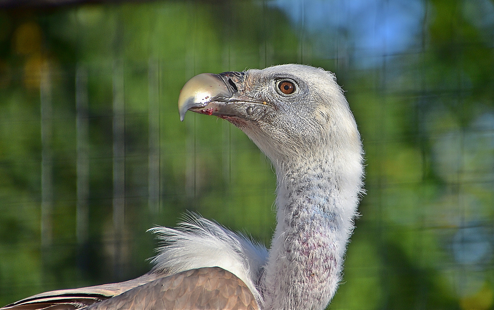 Gänsegeier (Gyps fulvus)